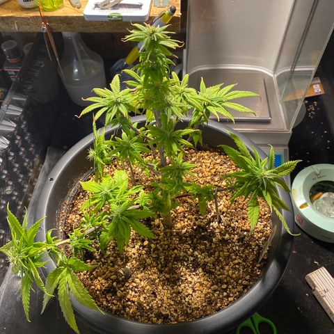 FAT banana #1 growlog timeline photo