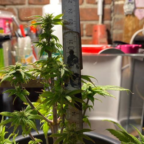 FAT banana #1 growlog timeline photo