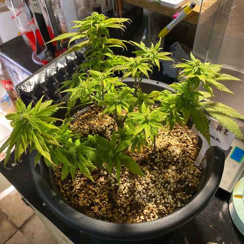 FAT banana #2 growlog timeline photo