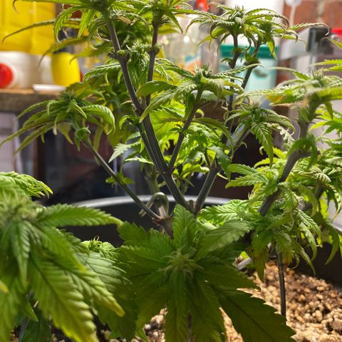 FAT banana #2 growlog timeline photo