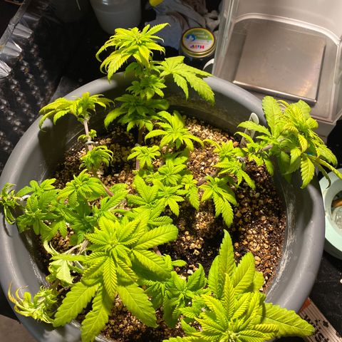 Amnesia Haze #2 growlog timeline photo