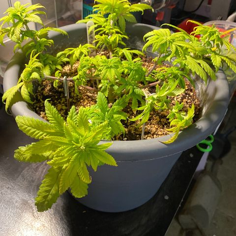 Amnesia Haze #2 growlog timeline photo