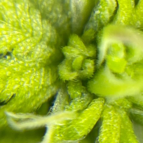 Amnesia Haze #2 growlog timeline photo