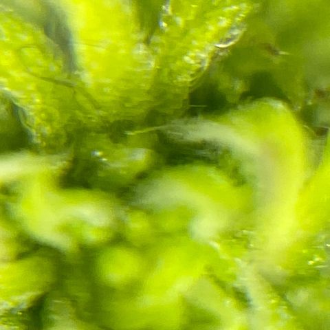 Amnesia Haze #2 growlog timeline photo
