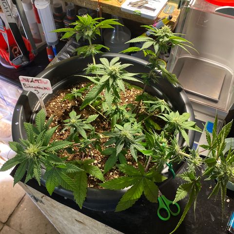 FAT banana #3 growlog timeline photo
