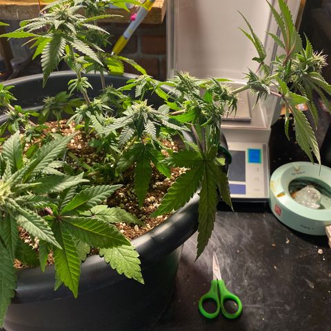 FAT banana #3 growlog timeline photo