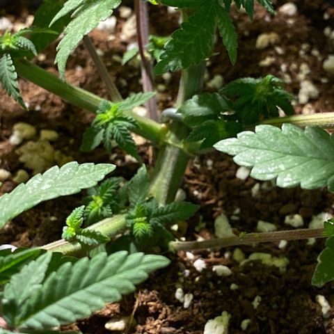 FAT banana #3 growlog timeline photo