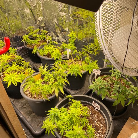 Al Patron #1 growlog timeline photo