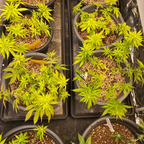 Al Patron #1 growlog timeline photo
