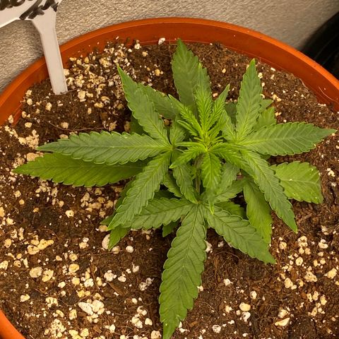 Royal Queen Seeds/ Medusa F1 #4 growlog timeline photo