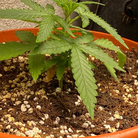 Royal Queen Seeds/ Medusa F1 #4 growlog timeline photo