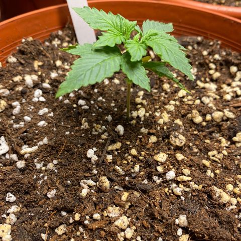Royal Queen Seeds/ Medusa F1 #1 growlog timeline photo