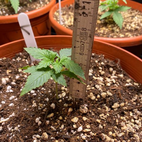 Royal Queen Seeds/ Medusa F1 #1 growlog timeline photo