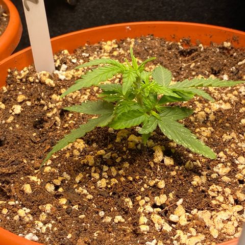 Royal Queen Seeds/ Medusa F1 #2 growlog timeline photo