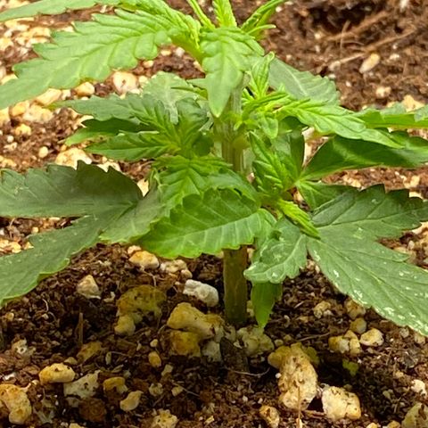 Royal Queen Seeds/ Medusa F1 #2 growlog timeline photo