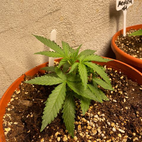 Royal Queen Seeds/ Medusa F1 #3 growlog timeline photo