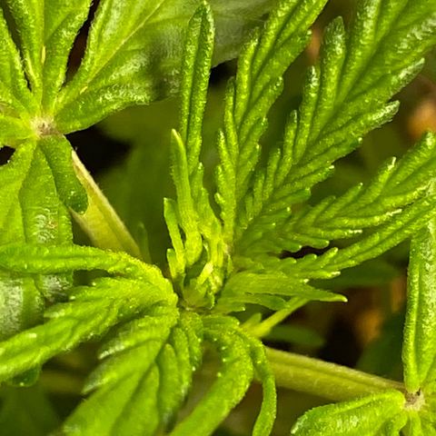 Royal Queen Seeds/ Medusa F1 #3 growlog timeline photo