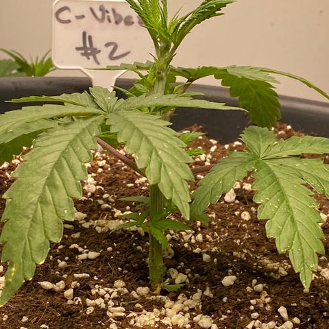 C- Vibez  #2 growlog timeline photo