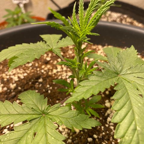 C- Vibez  #2 growlog timeline photo