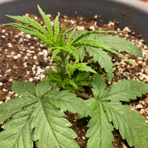 C- Vibez  #3 growlog timeline photo