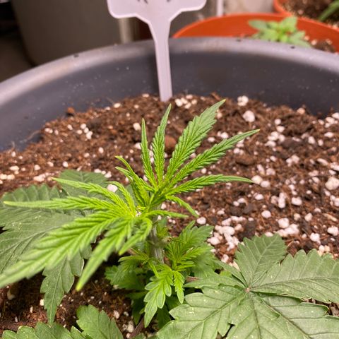 C- Vibez  #3 growlog timeline photo