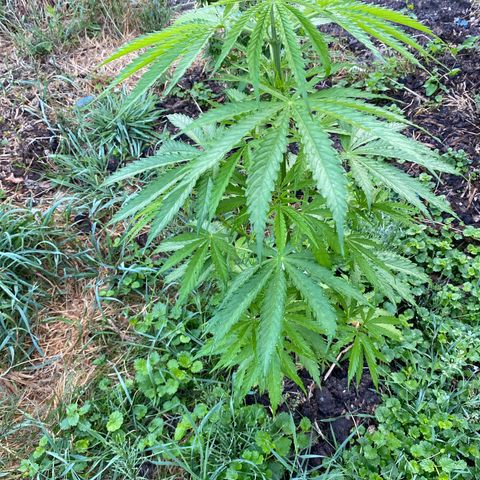 Hollands Hope  #1 growlog timeline photo