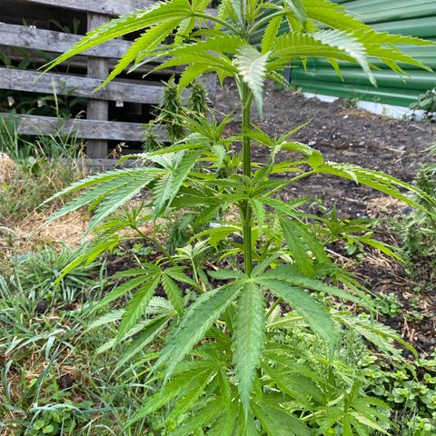 Hollands Hope  #1 growlog timeline photo