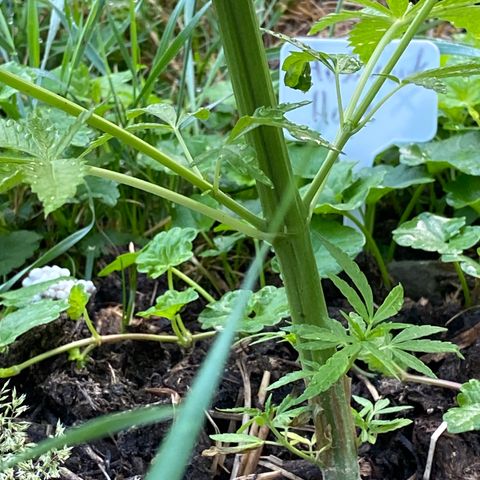 Hollands Hope  #1 growlog timeline photo