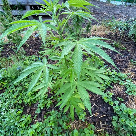 Hollands Hope  #2 growlog timeline photo