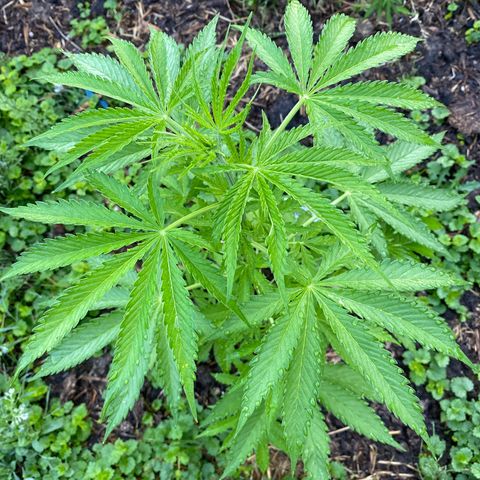 Hollands Hope  #2 growlog timeline photo