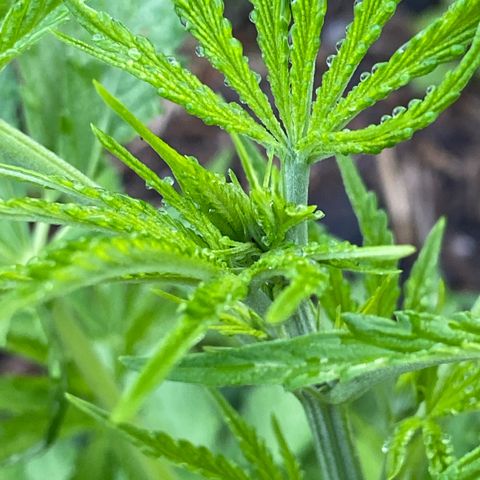 Hollands Hope  #2 growlog timeline photo