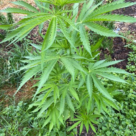 Hollands Hope  #1 growlog timeline photo
