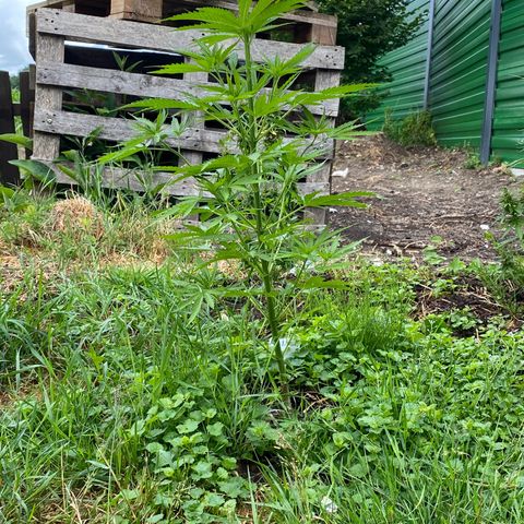 Hollands Hope  #1 growlog timeline photo