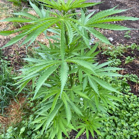Hollands Hope  #1 growlog timeline photo
