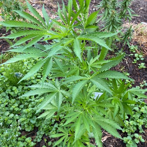 Hollands Hope  #2 growlog timeline photo