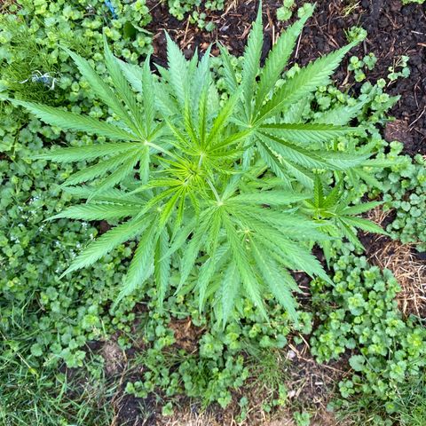 Hollands Hope  #2 growlog timeline photo