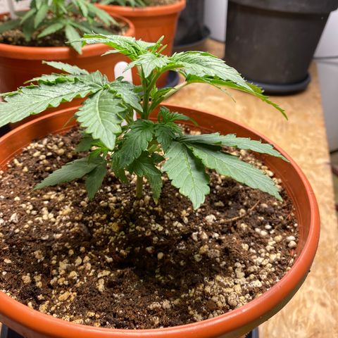 Royal Queen Seeds/ Medusa F1 #1 growlog timeline photo