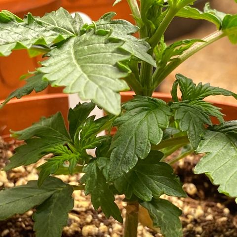 Royal Queen Seeds/ Medusa F1 #1 growlog timeline photo