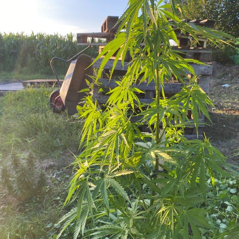 Hollands Hope  #1 growlog timeline photo