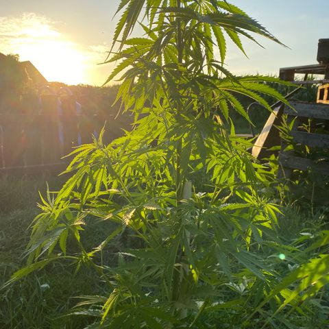 Hollands Hope  #1 growlog timeline photo