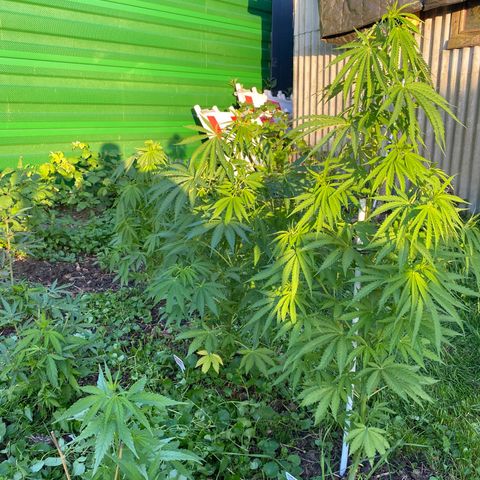 Hollands Hope  #2 growlog timeline photo