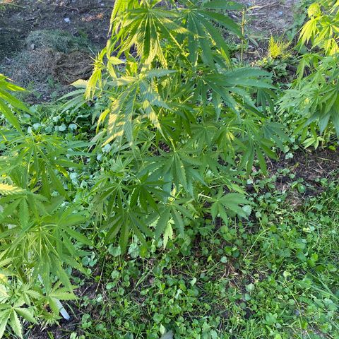 Hollands Hope  #2 growlog timeline photo