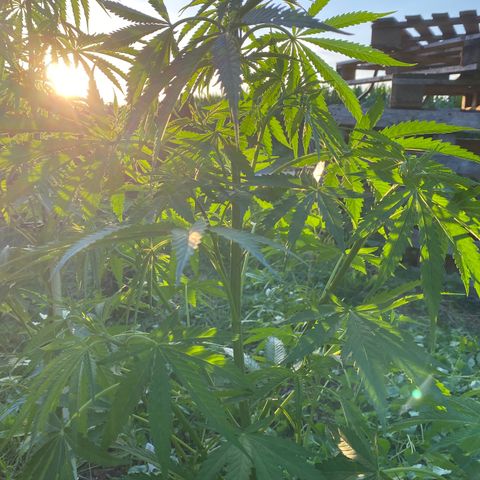 Hollands Hope  #2 growlog timeline photo