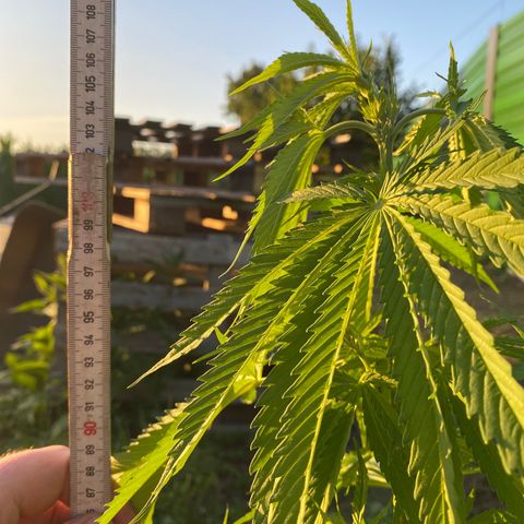 Hollands Hope  #1 growlog timeline photo