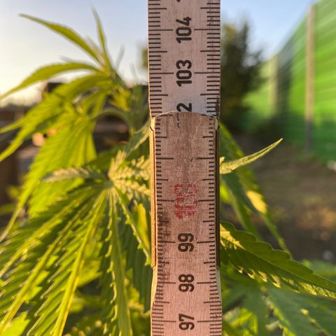 Hollands Hope  #1 growlog timeline photo
