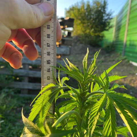 Hollands Hope  #2 growlog timeline photo
