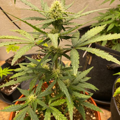Royal Queen Seeds/ Medusa F1 #4 growlog timeline photo