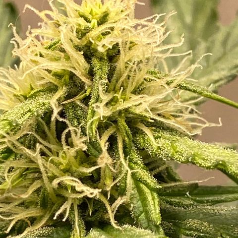 Royal Queen Seeds/ Medusa F1 #4 growlog timeline photo