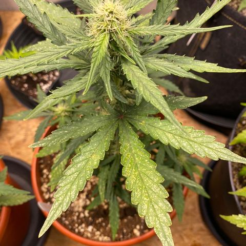 Royal Queen Seeds/ Medusa F1 #4 growlog timeline photo