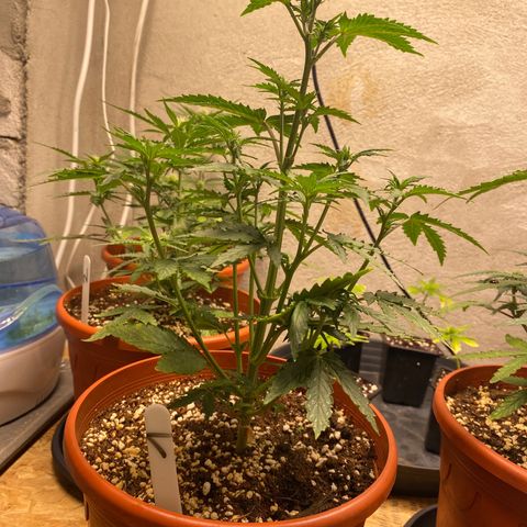 Royal Queen Seeds/ Medusa F1 #1 growlog timeline photo